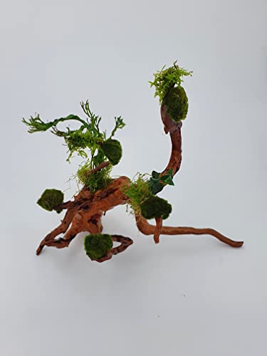 Wurzel für Aquarium Garnelenbäumchen Wüstenwurzel Aquarium Wurzel Bonsai ca. 15- 20 cm Mangrove (Wüstenwurzel) bepflanzt Wurzel mit Wasserpflanzen (versch.) Abbildung ähnlich