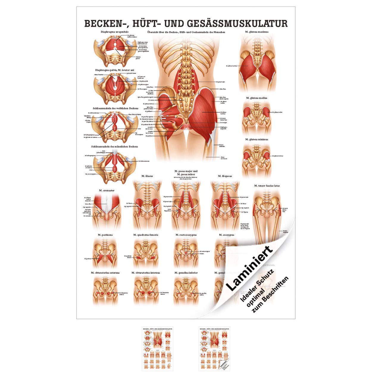 Rüdiger Gesäss, Hüfte u. Beckenmuskulatur Poster Anatomie 70x50 cm med. Lehrmittel