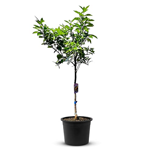 TropicTrees Orangenbaum (Citrus Sinensis) mit einer Höhe von 160 cm und einem Stammumfang von 8-10 cm | Orangen zur Saftherstellung, als Gewürzzutat und als Zierpflanze für den Innenbereich