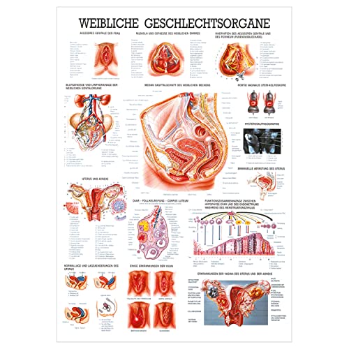 Rüdiger Weibliche Geschlechtsorgane Lehrtafel Anatomie 100x70 cm medizinische Lehrmittel