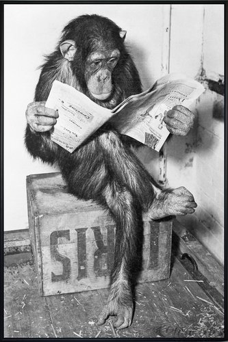 Close Up Schimpanse liest Zeitung Chimpanzee Reading Newspaper (93x62 cm) gerahmt in: Rahmen schwarz