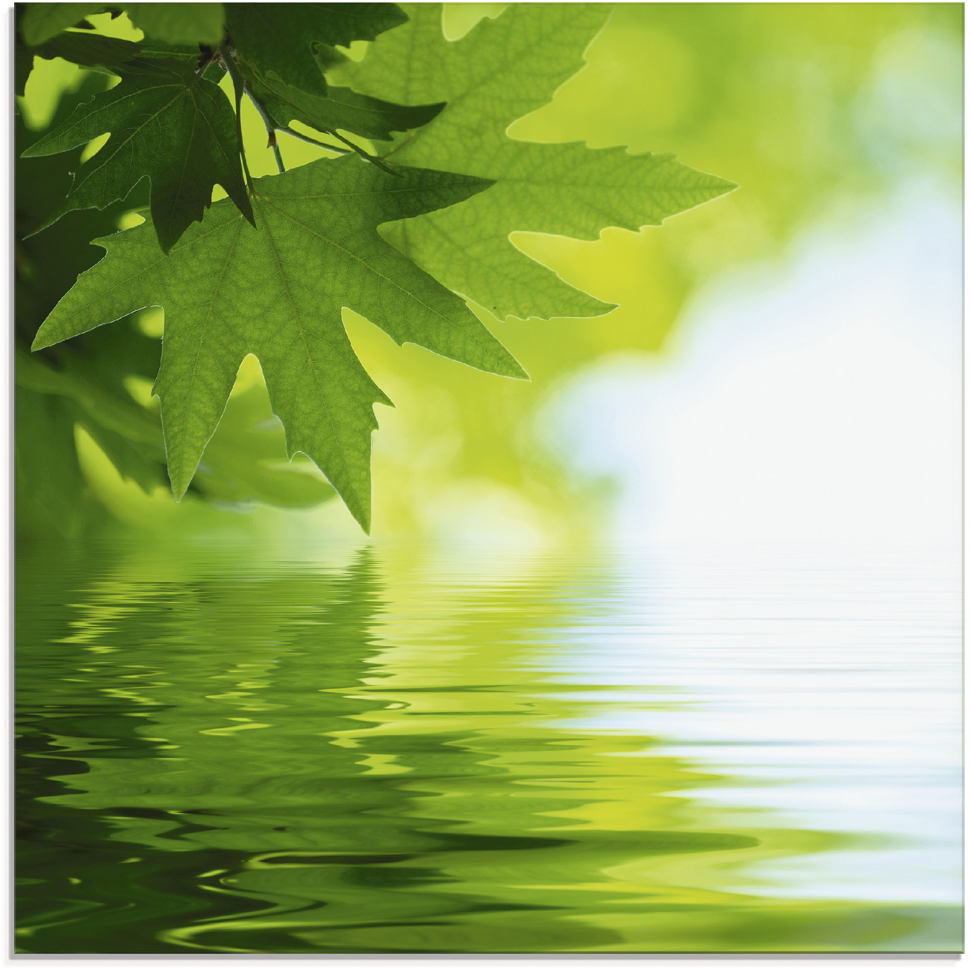 Artland Glasbild "Grüne Blätter reflektieren im Wasser", Blätter, (1 St.)