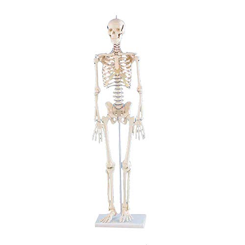 Erler Zimmer Miniatur-Skelett "Patrick", beweglich auf Stativ 84 cm 1,2 kg