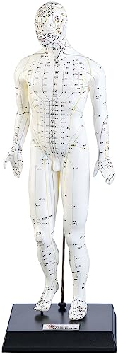 newgen medicals Akupunktur-Modell Mann