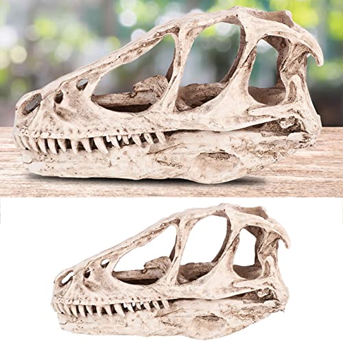 BTOSEP Resin Skull Model Replica, Dinosaurier Tooth Skull Fossil, Resin Dinosaur Skull Model Simuliertes Tierskelett Home Office Decor Craft Teaching Prop, Photography Requisiten