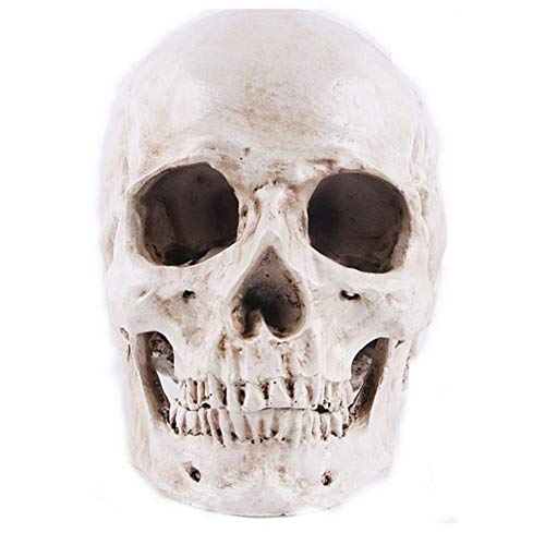 Yundxi 1: 1 Lebensgroß Menschlichen Schädel Totenschädel Figur Modell für Anatomischen Medizinischen Lehre Wohnzimmer Sammlung Dekor (Weiß)