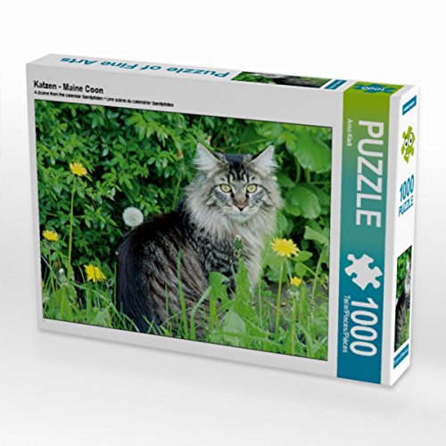 Katzen - Maine Coon 1000 Teile Puzzle quer