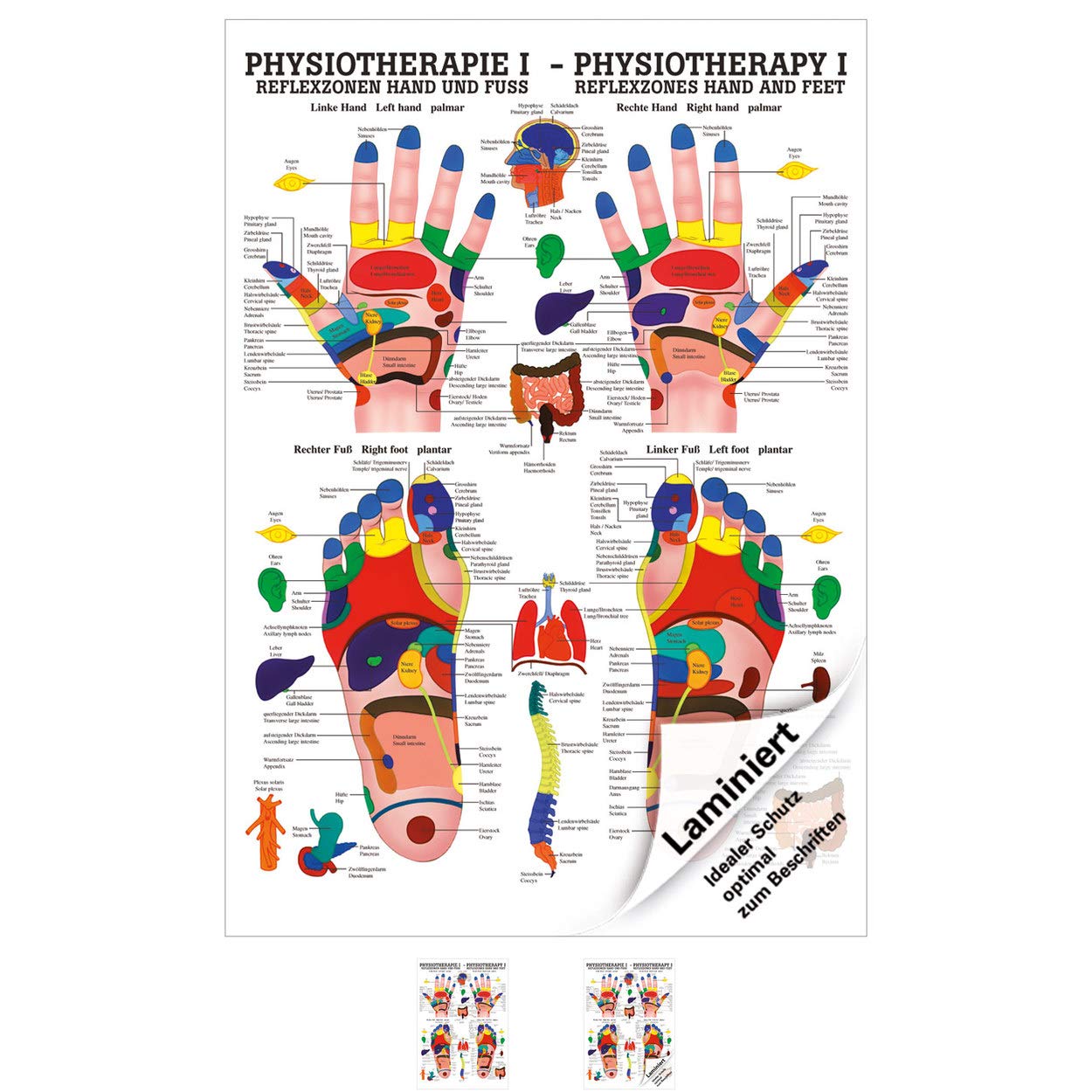Rüdiger Reflexzonen Poster Anatomie 70x50 cm medizinische Lehrmittel