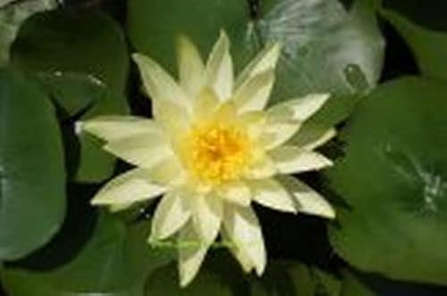 Mühlan - Eine gelb blühende Zwergseerose für den Teich, der Blickfänger in kleinen Gartenteichen, winterharte Pflanze