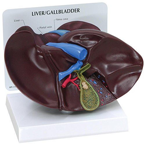 GPI Anatomicals 3300 Leber/Gallenblase Modell