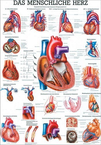Ruediger Anatomie TA12 Das menschliche Herz Tafel, 70 cm x 100 cm, Papier