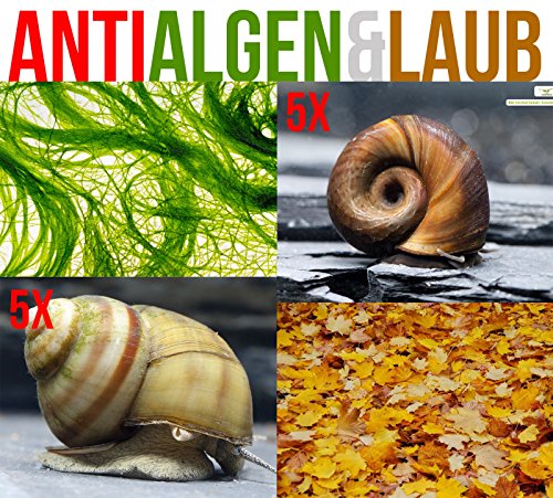Anti Algen & Laub Reinigungstruppe für den Gartenteich - LEBENDES Teichpflege Team + 1 x NH TOXEX BALL