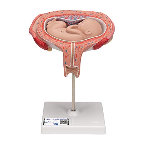 3B Scientific menschliche Anatomie - Fetus, 5. Monat, Rückenlage - 3B Smart Anatomy