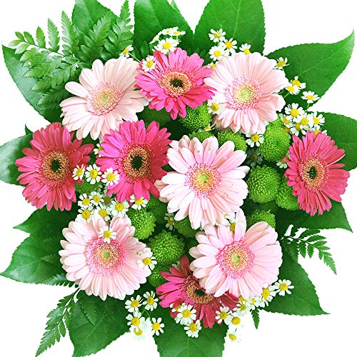 Gerbera Blumenstrauß in Pink und Rosa - Strauß mit 7 Gerbera in Pink und Rosa - Inklusive gratis Grußkarte