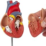 HUIGE Menschliches Herzmodell, 2-Teiliges Lebensgroßes Herz Anatomisches Modell Mit Nummerierten Anatomie-Lehrmodellen Für Das Naturwissenschaftliche Unterrichtsstudium Medizinisches Display