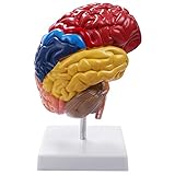 TTBD Gehirn Anatomisches Modell Anatomie 1: 1 Halbes Gehirn Gehirnstamm Medizinisches Lehr Labor Zubeh？R