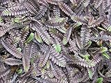 10 x Cotula/Leptinella squalida 'Platts Black' (Fiederpolster) - Staude/Bodendecker/Winterhart