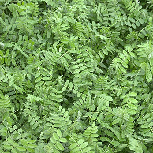 Sommerwicken (Vicia sativa) 25 kg Futterwicke Saatwicke Futterpflanze Futterbau