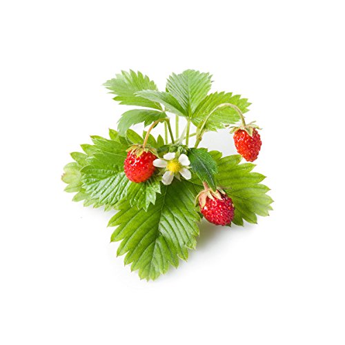 Click and Grow Smart Garden Pflanzschalen für Wilderdbeeren, 9 Stück