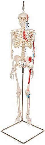 3B Scientific menschliche Anatomie - Mini-Skelettmodell mit Muskelbemalung An Hängestativ - 3B Smart Anatomy