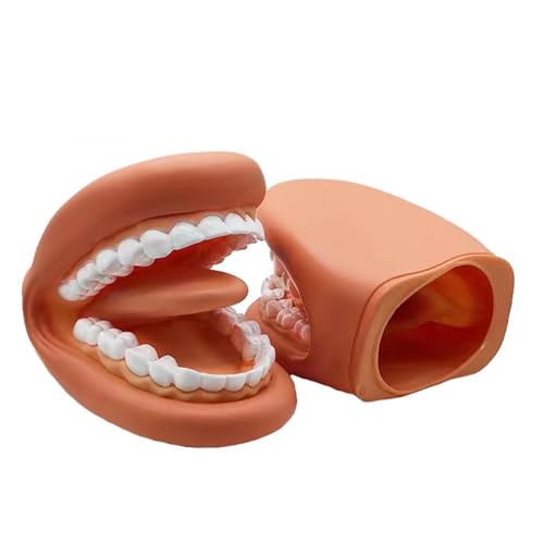 Zahnpflege Modell Standard Zahnmodell für Aussprache Unterricht Kindergarten Mundpflege Lehrmittel