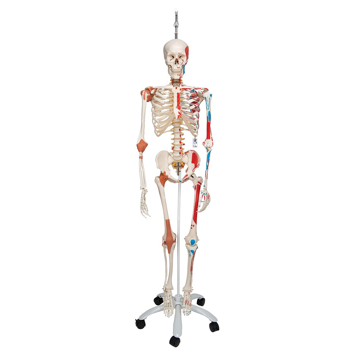 3B Scientific Menschliche Anatomie Skelett Sam -mit Muskeldarstellung, Bandscheibenvorfall, flexibler Wirbelsäule & Gelenkbändern inkl. kostenlose Anatomie App - A13/1 lebensgroß - 3B Smart Anatomy