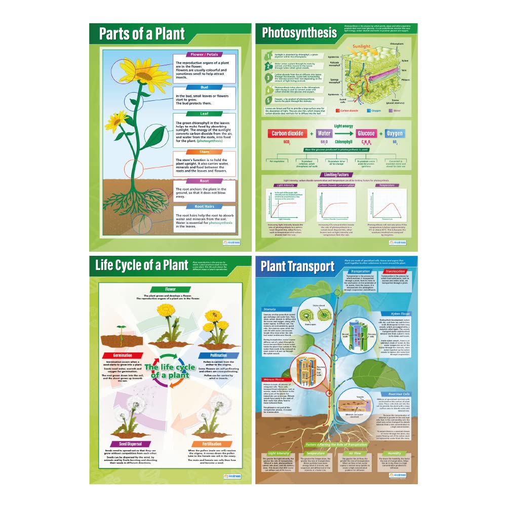 Poster „Pflanzen“, 4er-Set, wissenschaftliche Poster, Glanzpapier mit den Maßen 850 mm x 594 mm (A1), wissenschaftliche Poster für das Klassenzimmer, Lernposter von Daydream Education