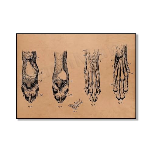 SHINERING Tier Hundeknochen Medizinische Anatomie Skelett Retro Wand Kunstdruck Poster Modernes Wohnzimmer Büro Dekor Gemälde Tierarzt Student Geschenk A8 60Cmx80Cm Kein Rahmen