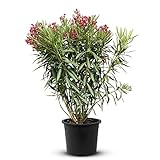 Tropictrees Nerium Oleander | Oleander Pflanzen winterhart | immergrüne winterharte Pflanze mit einer Höhe 80-120 cm | rote Blüten | Hitze- und trockenheitsresistent
