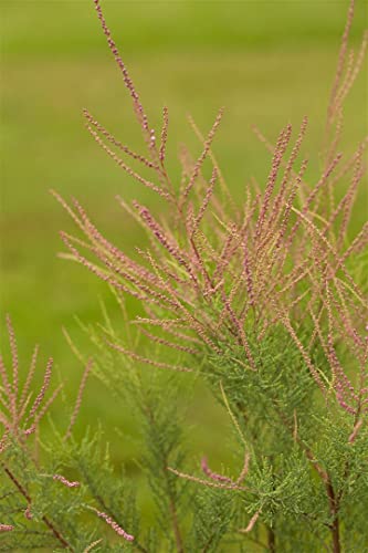 Tamarix ramosissima 'Pink Cascade' C 7,5 100-150 Kaspische Tamariske'Pink Cascade',winterhart, deutsche Baumschulqualität, im Topf für optimales anwachsen