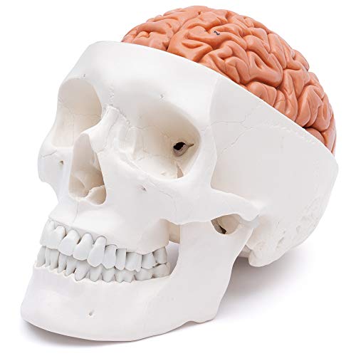 Cranstein A-236 3-teiliges Schädel Modell mit 8 teiliges Gehirn - Anatomie