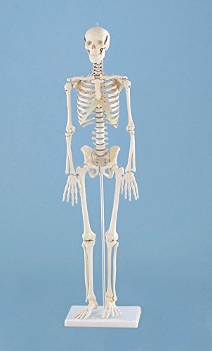 Miniatur-Skelett "Patrick"