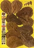 1000 Stück Original Seemandelbaumblätter 10cm Catappa Leaves - TOP Qualität - 10-1000 Stück (1000)
