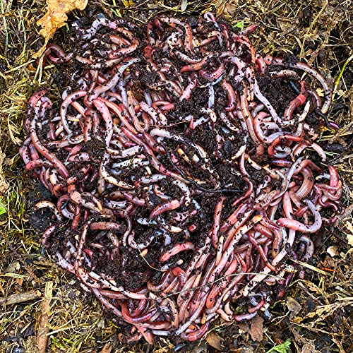 WormBox 2,000 STK. Kompostwürmer (1kg) | Regenwürmer Eisenia, kompostieren Sie Ihren organischen Abfall - Für Vermicomposter/Komposter/Garten
