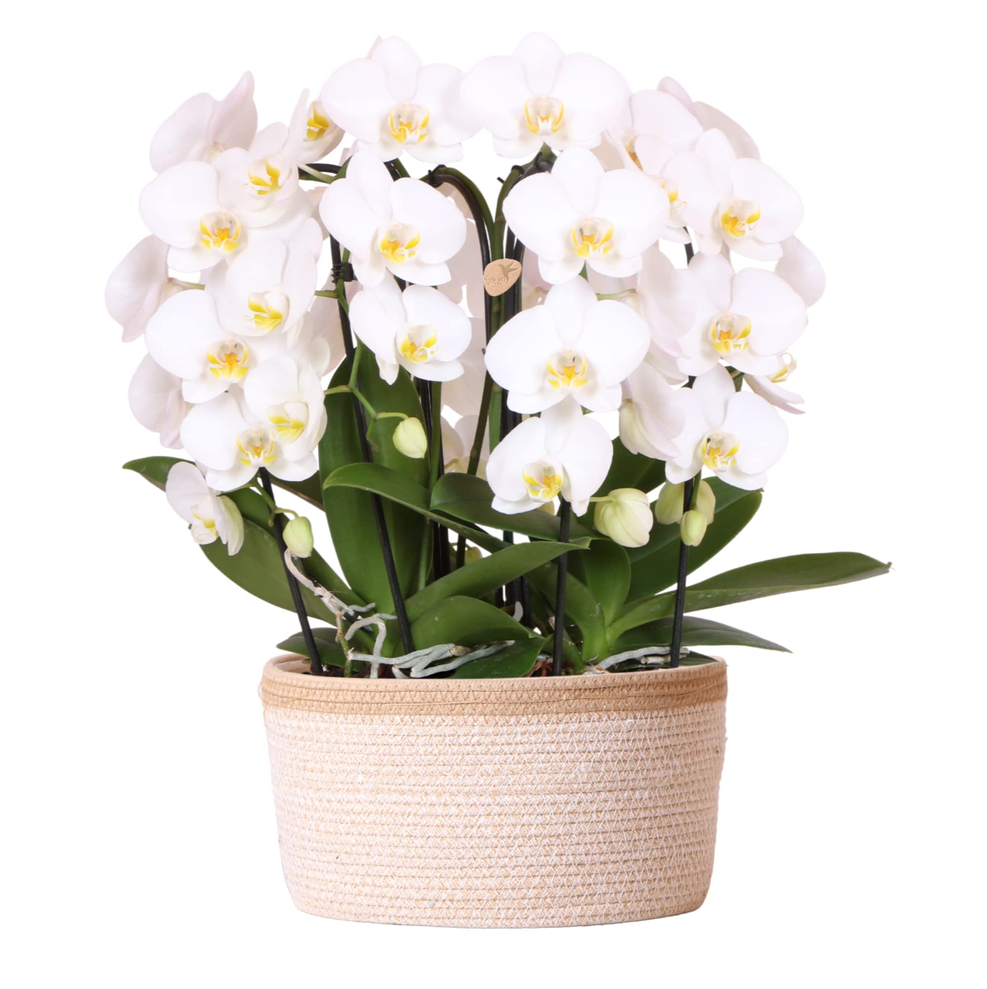 Kolibri Orchids | weißes Orchideen-Set im Baumwollkorb inkl. Wassertank | drei geschwungene weiße Orchideen Niagara Fall 12cm | Mono Bouquet weiß mit Selbstversorger