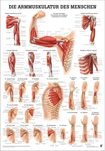 Ruediger Anatomie PO54dLAM Armmuskulatur des Menschen Tafel, 50 cm x 70 cm, laminiert