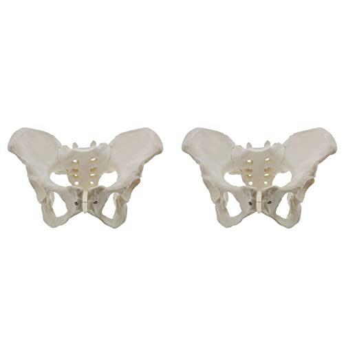 BAIGOO 2X Lebensgroßes Weibliches Becken Modell, Hüft Modell - Weibliches Anatomie Modell, Hüft Knochen Becken Modell Weibliches Anatomisches Modell