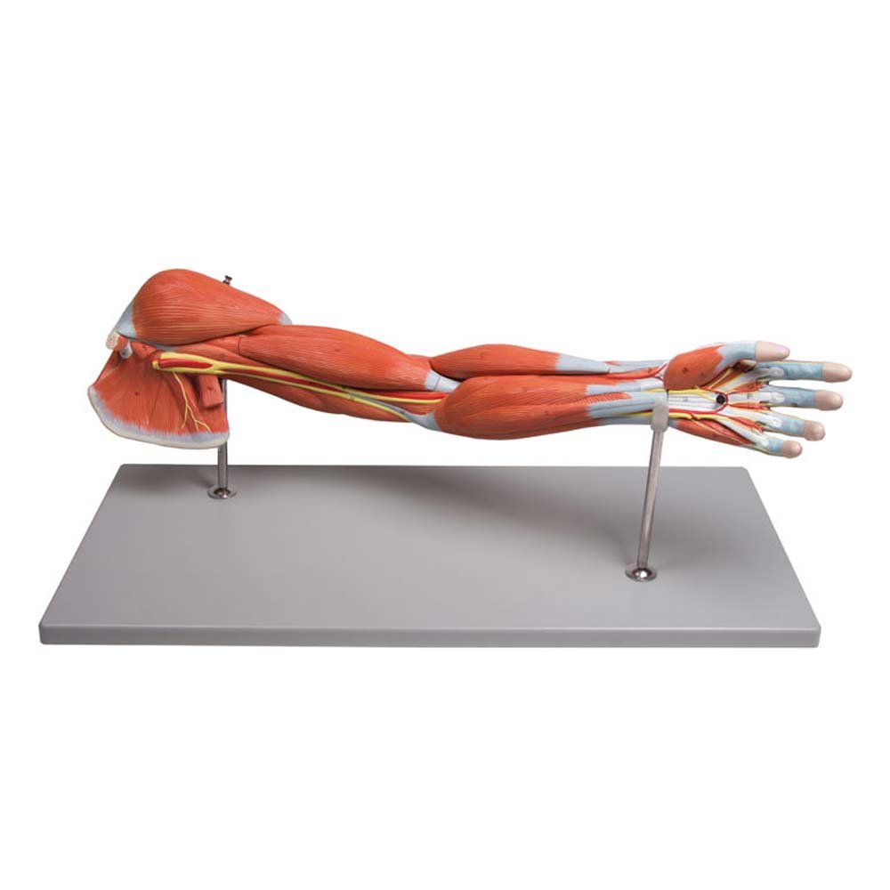 Anatomie Modell, Armmuskulatur-Modell, menschlicher Arm, Armmuskeln, 7-teilig