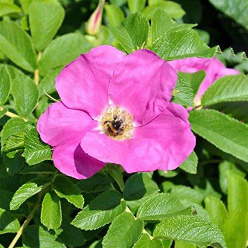 Pflanzen Kölle Rosarote Kartoffelrose 'Rubra', 3er-Set, Höhe 40-60 cm, Topf 4,6 Liter