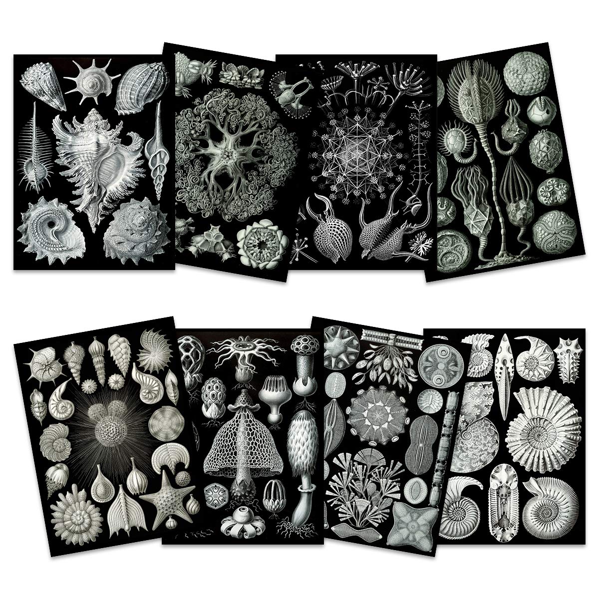 Ernst Haeckel Kunstformen Der Natur Plates Nature Vintage Various Black White Biology Art Print Poster Home Decor Premium Pack of 8 Kunstformen der Natur Teller Natur Jahrgang Biologie Zuhause Deko