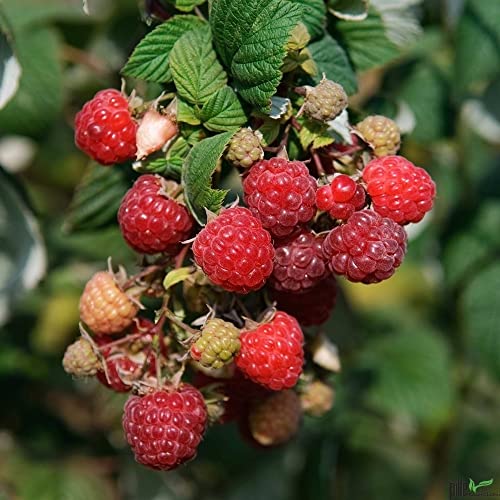 3er Set Zefa Herbsternte Himbeere Rubus 2 Ernten im Jahr im 2 L Topf Himbeerpflanze