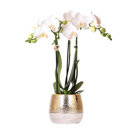 Kolibri Orchids | weiße Phalaenopsis Orchidee - Amabilis + Elite Topf Gold - Topfgröße Ø9cm - 40cm hoch | blühende Zimmerpflanze im Blumentopf - frisch vom Züchter