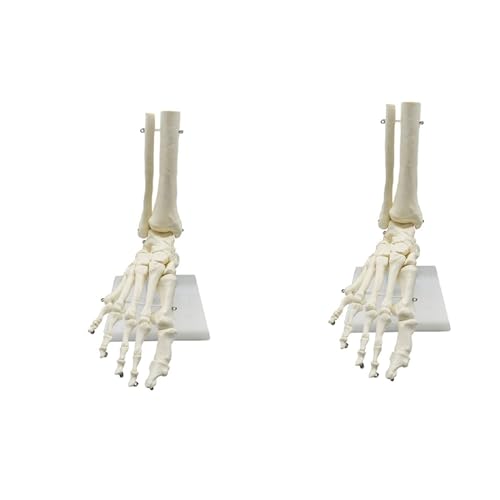 UrbanFlyingFox 2X 1:1 Menschliches Skelett Fußanatomiemodell Fuß und Sprunggelenk mit Schaft Anatomisches Modell Anatomie Lehrmittel