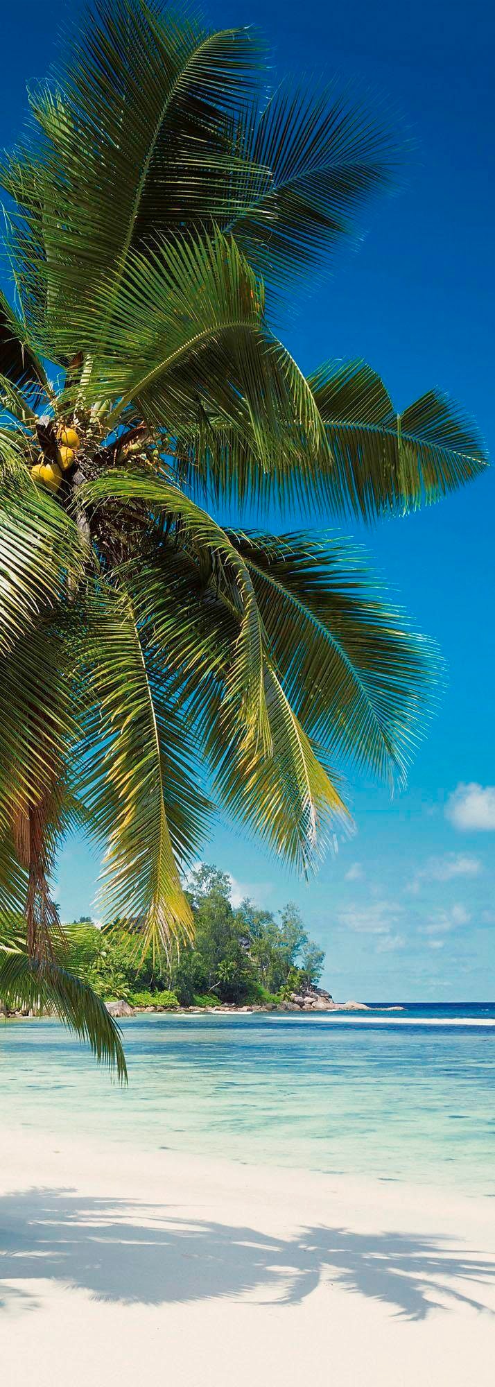 Komar Vliestapete "Coconut Bay"