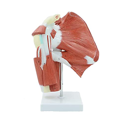 LBYLYH Muskulöses Schulter-Artikulationsmuster, artikulares Anatomie-Modell der menschlichen Schulter, zeigt die vollständige Muskulatur der Armblase der subkulturellen Muskeln
