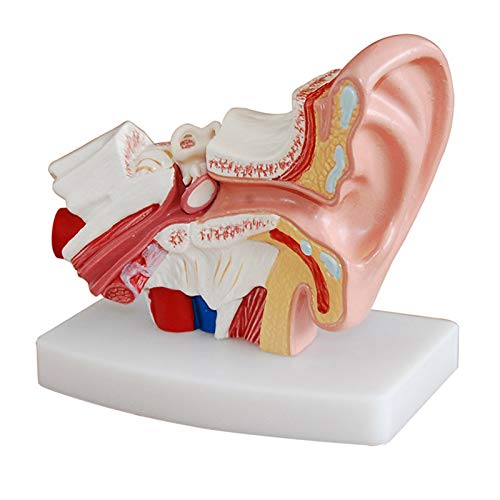 JINGERL 1,5-faches menschliches Ohr Anatomie-Modell zeigt Organe Struktur der zentralen und äußeren Ohren medizinische Unterrichtsvorräte