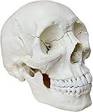Cranstein E-217 Osteopathie Schädel, 22-teilig, anatomische Version