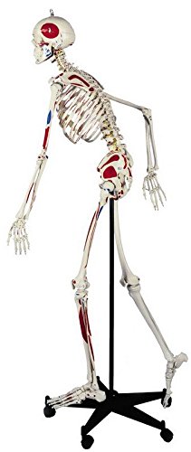 Ruediger Anatomie A200.3 Homo-Skelett Modell mit Muskeln, flexibel