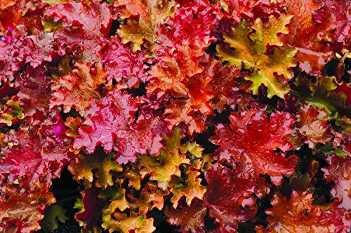 10 x Heuchera Hybride ‚Peach Crisp' (Purpurglöckchen) Staude/winterhart