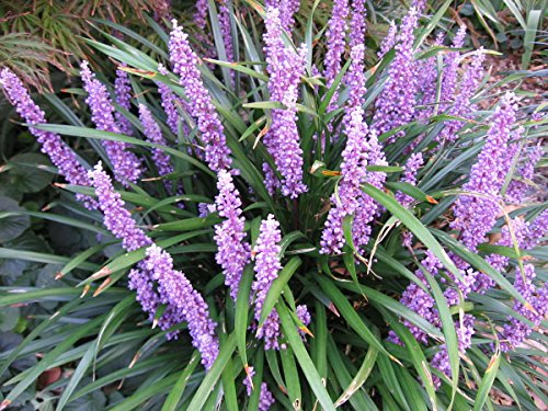 3 x Liriope muscari ‚Royal Purple' Lilientraube (Ziergras/Gräser/Stauden)